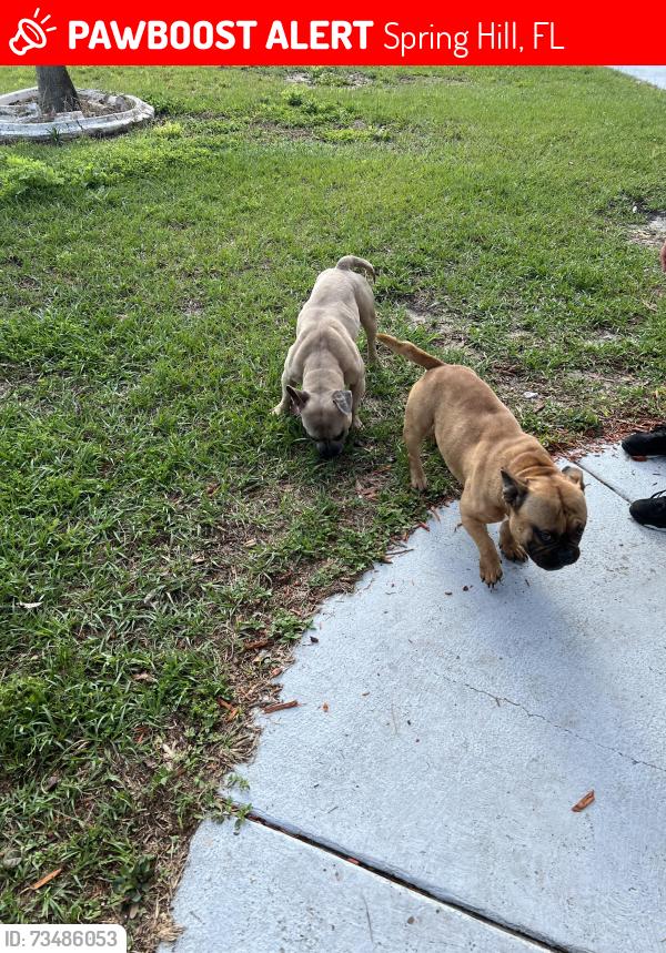 Lost Male Dog last seen Spring hill, Spring Hill, FL 34609