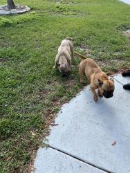 Lost Male Dog last seen Spring hill, Spring Hill, FL 34609