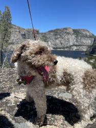 Reunited Male Dog last seen Via Sonata, close to KIPP, San Lorenzo, CA 94580