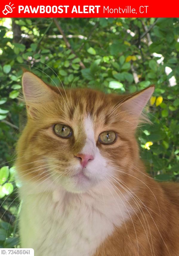 Lost Male Cat last seen Off of route 32, Montville, CT 06382