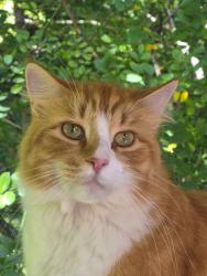 Lost Male Cat last seen Off of route 32, Montville, CT 06382