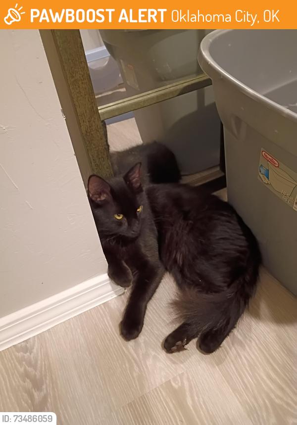 Found/Stray Male Cat last seen By Riverside salvage Yard South MacArthur, Oklahoma City, OK 73128
