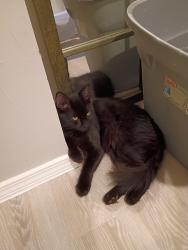 Found/Stray Male Cat last seen By Riverside salvage Yard South MacArthur, Oklahoma City, OK 73128