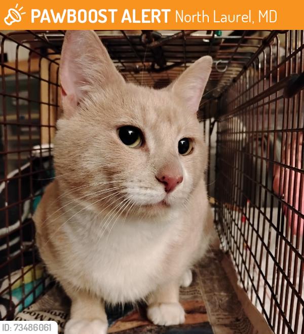 Found/Stray Male Cat last seen Hughes Ave and Gross Ave, North Laurel, MD 20723