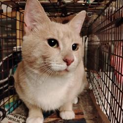 Found/Stray Male Cat last seen Hughes Ave and Gross Ave, North Laurel, MD 20723