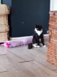 Reunited Female Cat last seen Tuxford close Maidenbower, Maidenbower, England 