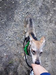 Reunited Male Dog last seen Near oak knoll, North Richland Hills, TX 76182