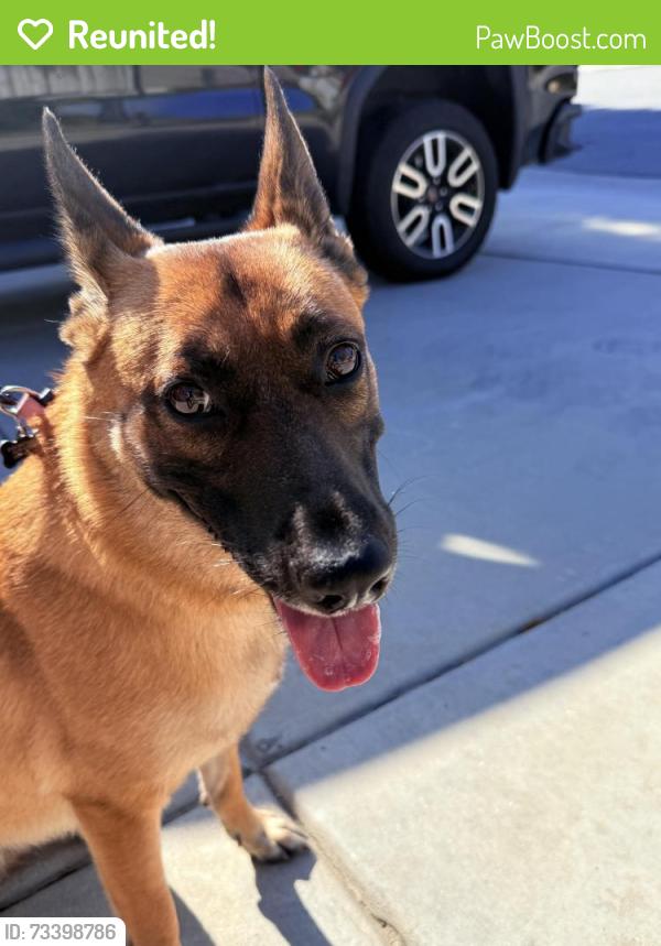Reunited Female Dog last seen Palm and Acacia, Valle Vista, CA 92544