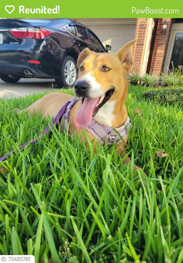 Reunited Female Dog last seen Jones rd and 290, Jersey Village, TX 77040