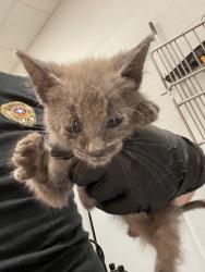 Shelter Stray Male Cat last seen Forest park, 8485 E Reno Ave, Midwest City, OK 73110, USA