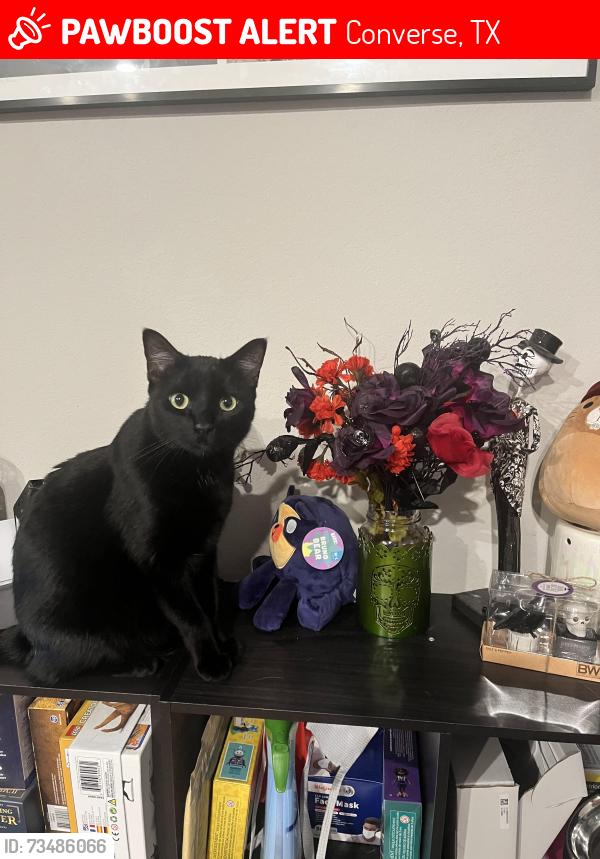 Lost Male Cat last seen Aniston bluff, Converse, TX 78109
