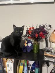Lost Male Cat last seen Aniston bluff, Converse, TX 78109
