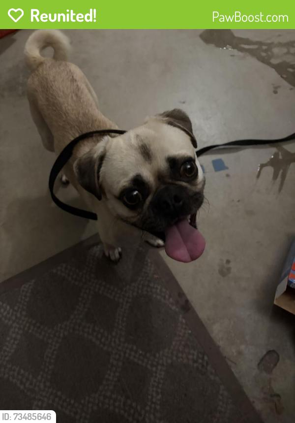 Reunited Unknown Dog last seen Calle Redondela and Via Barrozo, Temecula, CA 92592