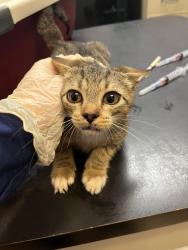 Shelter Stray Male Cat last seen Bexar County, 3353 Morningside Dr, New Braunfels, TX 78132, USA