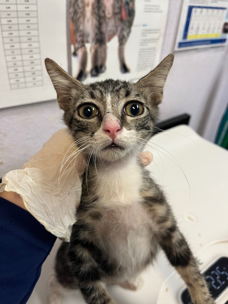Shelter Stray Male Cat last seen Bexar County, 3353 Morningside Dr, New Braunfels, TX 78132, USA
