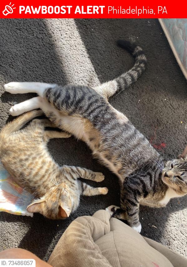 Lost Male Cat last seen Horrocks and Tyson, Philadelphia, PA 19149