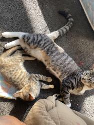 Lost Male Cat last seen Horrocks and Tyson, Philadelphia, PA 19149