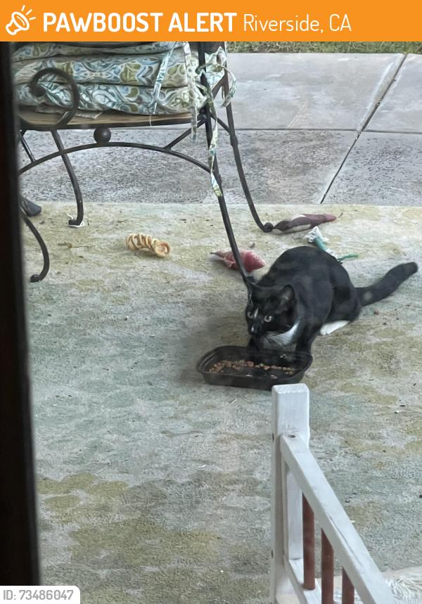 Found/Stray Unknown Cat last seen Victoria and Arlington, Riverside, CA 92506