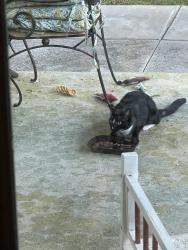 Found/Stray Unknown Cat last seen Victoria and Arlington, Riverside, CA 92506