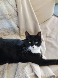 Reunited Male Cat last seen Grays and Victory, Nampa, ID 83687