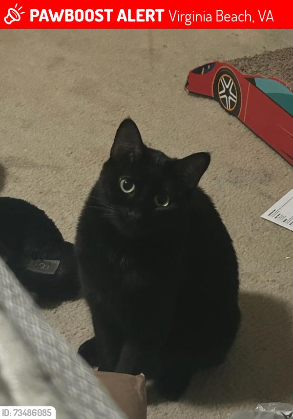 Lost Female Cat last seen Hot Tuna, Virginia Beach, VA 23451