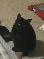 Lost Female Cat last seen Hot Tuna, Virginia Beach, VA 23451