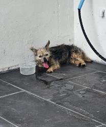 Reunited Unknown Dog last seen Ixora Dr W, Melbourne, FL 32935