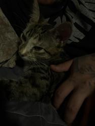 Found/Stray Female Cat last seen 8th Ave, Escondido, CA 92025