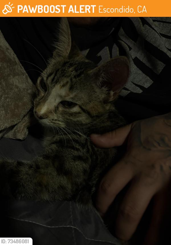 Found/Stray Female Cat last seen 8th Ave, Escondido, CA 92025