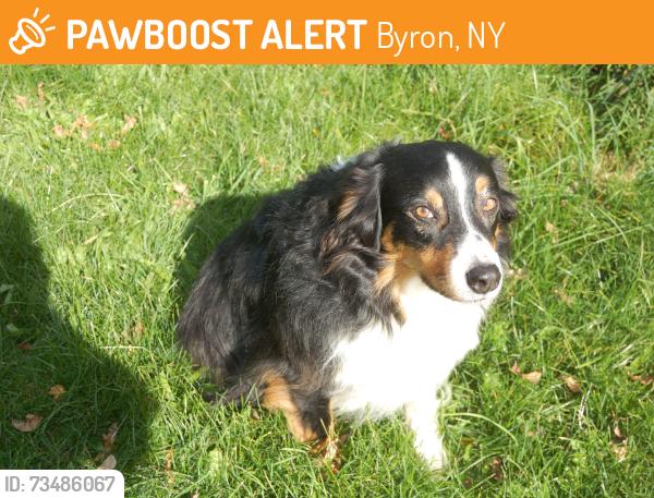 Found/Stray Unknown Dog last seen lyman near coward rd, Byron, NY 14422