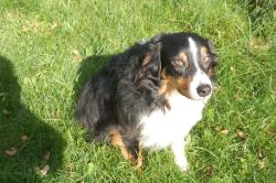 Found/Stray Unknown Dog last seen lyman near coward rd, Byron, NY 14422