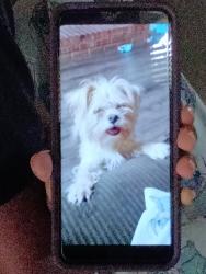 Lost Female Dog last seen East view forest, Conyers, GA 30012
