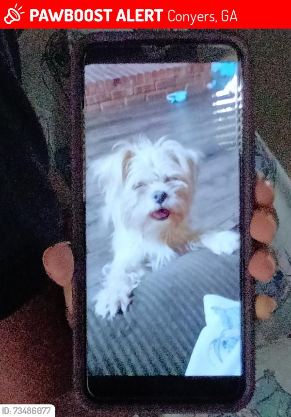 Lost Female Dog last seen East view forest, Conyers, GA 30012