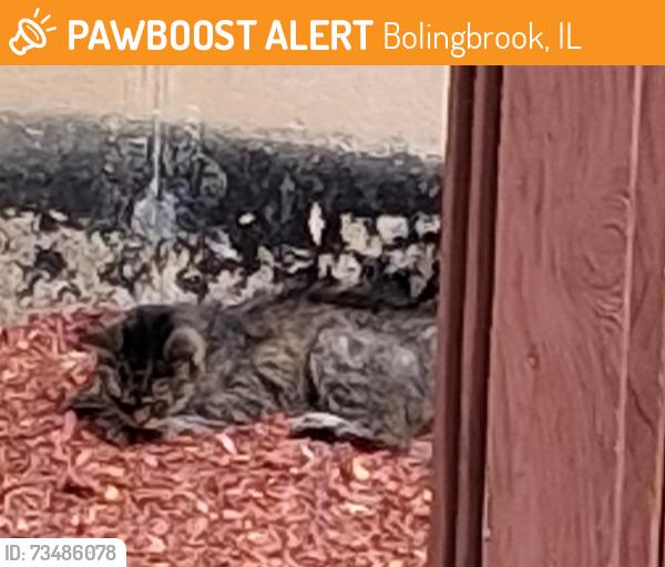 Found/Stray Unknown Cat last seen Canterbury and Windsong Court in Towne Centre Parc subdivision., Bolingbrook, IL 60440