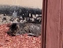 Found/Stray Unknown Cat last seen Canterbury and Windsong Court in Towne Centre Parc subdivision., Bolingbrook, IL 60440