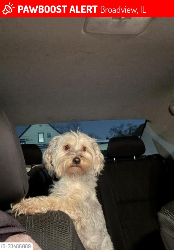 Lost Male Dog last seen 11th ave & Roosevelt Rd Broadview IL, Broadview, IL 60155