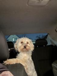 Lost Male Dog last seen 11th ave & Roosevelt Rd Broadview IL, Broadview, IL 60155