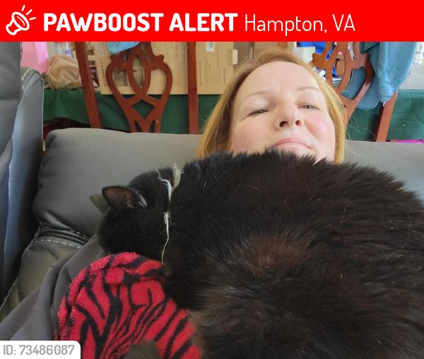 Lost Female Cat last seen Near Clydesdale Ct, Hampton, VA 23666