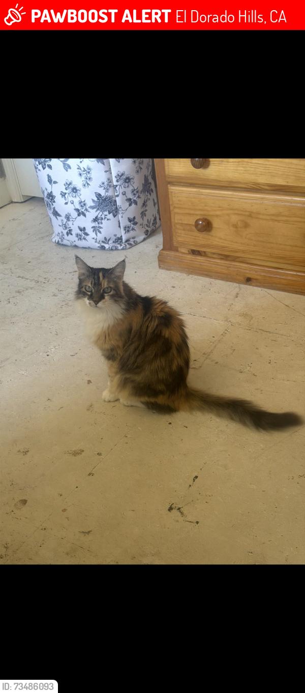 Lost Female Cat last seen Village Green Dr, seranno neighborhood, El Dorado Hills, CA 95762