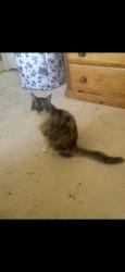 Lost Female Cat last seen Village Green Dr, seranno neighborhood, El Dorado Hills, CA 95762