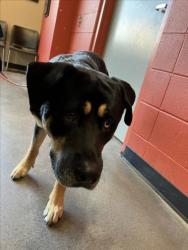 Shelter Stray Male Dog last seen Near BLOCK N GROVE AVE, WICHITA KS 67219, 3303 N Hillside St, Wichita, KS 67219, USA