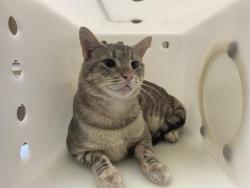 Shelter Stray Male Cat last seen DOWNTOWN AREA, 3839 W Burnham St, West Milwaukee, WI 53215, USA