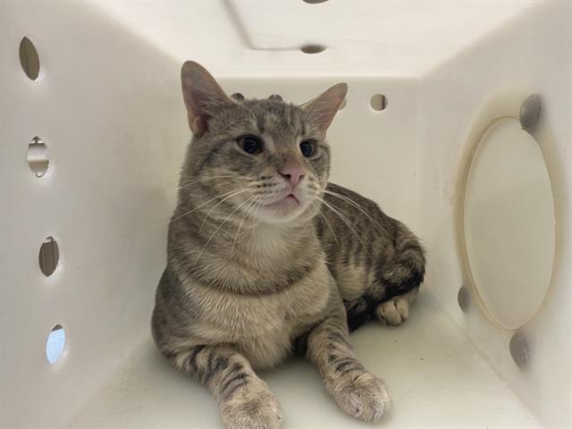 Shelter Stray Male Cat last seen DOWNTOWN AREA, 3839 W Burnham St, West Milwaukee, WI 53215, USA