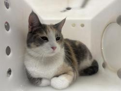 Shelter Stray Female Cat last seen Near BLOCK S 8TH ST, 3839 W Burnham St, West Milwaukee, WI 53215, USA