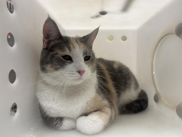 Shelter Stray Female Cat last seen Near BLOCK S 8TH ST, 3839 W Burnham St, West Milwaukee, WI 53215, USA
