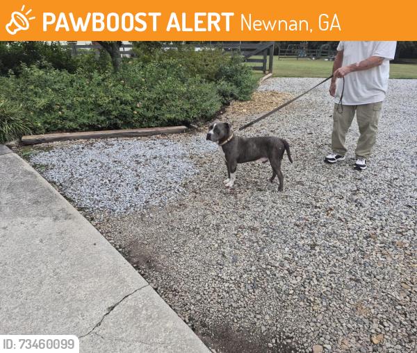 Found/Stray Male Dog last seen Welcome/Welcome to Sargent Rd, Newnan, GA, Newnan, GA 30263