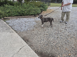 Found/Stray Male Dog last seen Welcome/Welcome to Sargent Rd, Newnan, GA, Newnan, GA 30263
