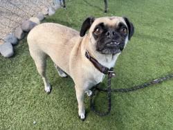 Shelter Stray Female Dog last seen 13TH AVE AND VERMONT AVE, 2500 S 27th Ave, Phoenix, AZ 85009, USA