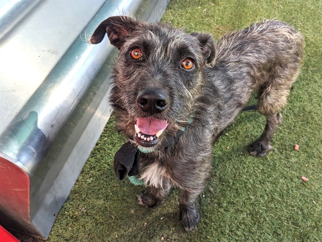 Shelter Stray Male Dog last seen N 67TH AVE AND W MCDOWELL RD, 2500 S 27th Ave, Phoenix, AZ 85009, USA