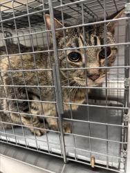 Shelter Stray Male Cat last seen Near BLOCK W SAHARA AVE, LAS VEGAS NV 89117, 655 N Mojave Rd, Las Vegas, NV 89101, USA